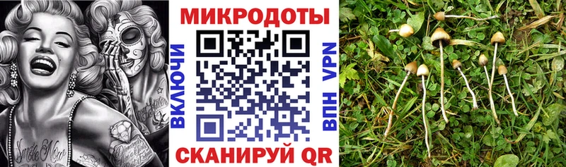 Купить где  Бабушкин  Псилоцибиновые грибы Cubensis 